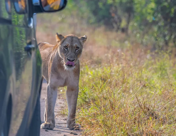 Lion African Safari Kruger National Park South Africa — Stock Photo, Image