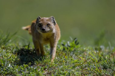 Kgalagadi Güney Afrika 'da sarı firavun faresi portresi