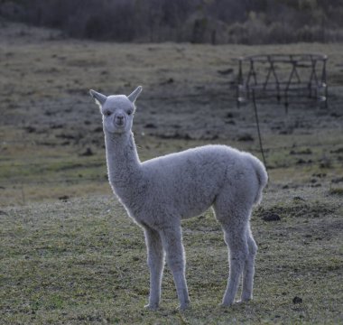 Güney Afrika 'da yünlü Alpaca çiftlik hayvanı