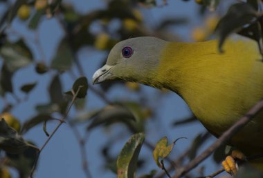 Bharatpur kuş barınağı ya da Rajasthan 'daki Keoladeo Gana Milli Parkı, bir kuş cenneti.