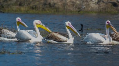 Keoladeo Ulusal Parkı 'ndaki büyük beyaz pelikan ya da pembe pelikanlar