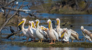 Keoladeo Ulusal Parkı 'ndaki büyük beyaz pelikan ya da pembe pelikanlar