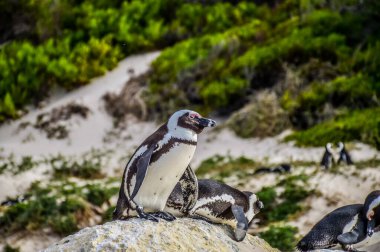 Penguin colony at boulders beach in cape town South Africa