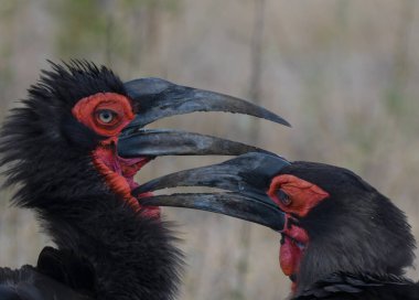 kruger national park Güney Afrika Güney kara Kartallar