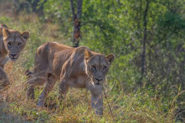 Güney Afrika 'daki Kruger Ulusal Parkı' nda Afrika safarisi sırasında aslan.