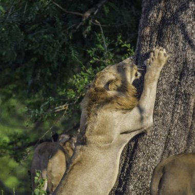 Güney Afrika 'daki Kruger Ulusal Parkı' nda Afrika safarisi sırasında aslan.