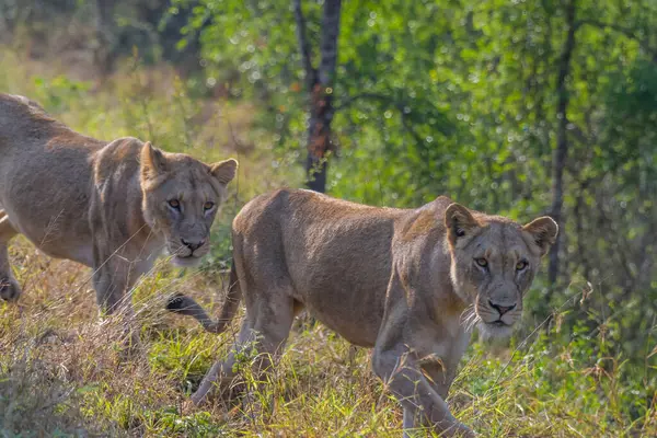 Güney Afrika 'daki Kruger Ulusal Parkı' nda Afrika safarisi sırasında aslan.