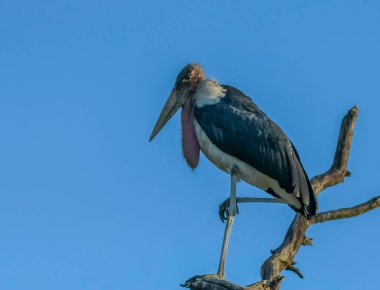 Marabou Stork in Kruger national park South Africa clipart