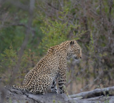 Güney Afrika 'daki Kruger Ulusal Parkı' nda safari sırasında büyük bir beşlik leopar.
