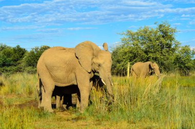 African elephant in a group in a nature reseve during safari clipart