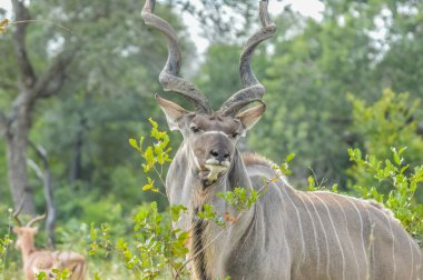 Kruger Ulusal Parkı Güney Afrika 'da büyük boynuzlu büyük bir Kudu antilobu.
