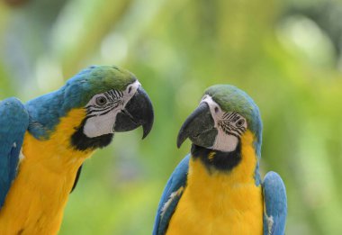 Mavi ve sarı papağan (Ara ararauna) hayvanat bahçesinde egzotik bir kuş.