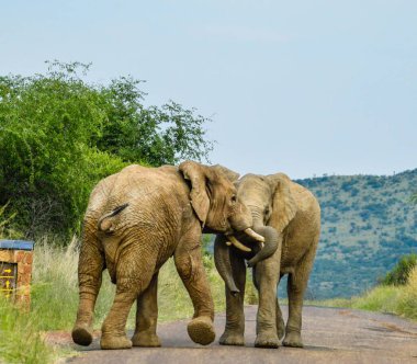 Two African elephants fight on the road in Pilanesberg national park during a safari clipart