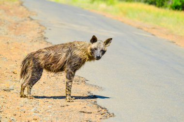 An old Brown Hyena crossing road in a game reserve during safari clipart
