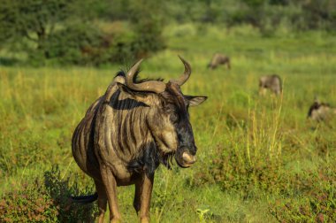 Güney Afrika 'da hemen hemen her doğal yaşam alanında bulunan bir antilop (Taurinus Connochaetes) portresi