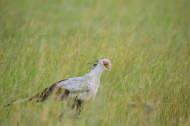 Sekreter kuş ya da Sekreter kuş Güney Afrika 'da yaygın olarak bulunan yılanları yiyen bir karasal kuş.