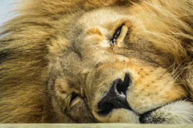 Closeup of a majestic young brown lion during a South African Safari in a nature reserve clipart