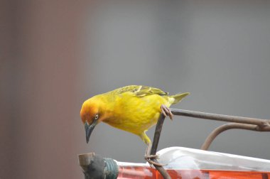 A yellow spectacled weaver feeding fruit nectar from a bird feeder in a house in South Africa clipart