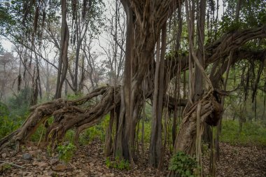 Ranthambore Ulusal Parkı Rajasthan Hindistan 'da bulunan bir kaplan rezervi.