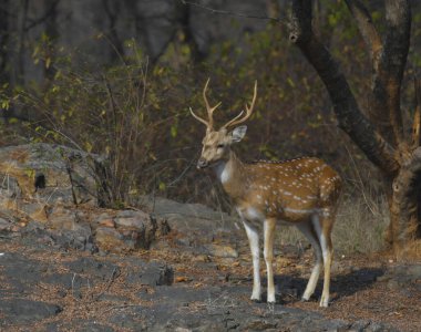 Ranthambore ulusal rezervinde benekli geyik olarak da bilinir.