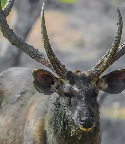 Ranthambore Ulusal Parkı 'nda Sambar geyik portresi