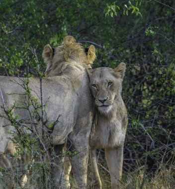 Güney Afrika 'daki Kruger Ulusal Parkı' nda Afrika safarisi sırasında aslan.
