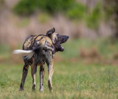 Afrikalı vahşi köpek Lycaon Pictus safari sırasında doğa koruma alanında.