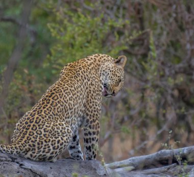 Güney Afrika 'daki Kruger Ulusal Parkı' nda safari sırasında büyük bir beşlik leopar.