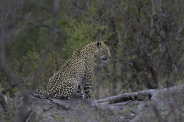 Güney Afrika 'daki Kruger Ulusal Parkı' nda safari sırasında büyük bir beşlik leopar.