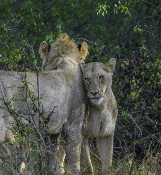 Güney Afrika 'daki Kruger Ulusal Parkı' nda Afrika safarisi sırasında aslan.