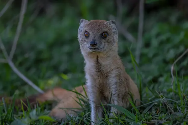 stock image Yellow mongoose closeup portrait in kgalagadi South Africa