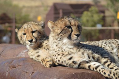 Güney Afrika 'da bir safaride çekilmiş genç, şirin bir çita portresi.