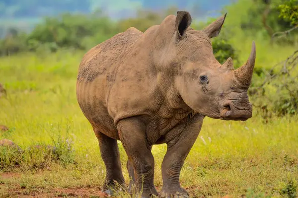 stock image Portrait of a cute male bull white Rhino grazing softly in a naturereserve