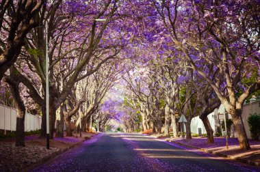 Mor mavi Jacaranda - Güney Afrika 'da Ekim ayı boyunca Johannesburg sokaklarında mimozomlar çiçek açtı