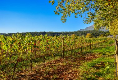 Stellenbosch cape wineland or vineyard of Pinotage grapes in Cape town South africa clipart