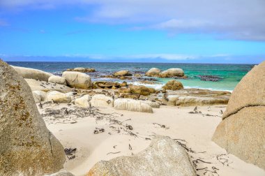 Güney Afrika Cape Town 'daki Boulders plajındaki Penguen kolonisi.