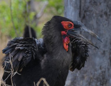 Southern ground hornbill in Kruger national park south africa clipart