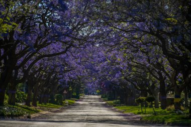 Pretoria 'da çiçek açmış canlı mor jakaranda ağaçlarıyla dolu pitoresk bir cadde.