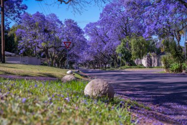 Jacaranda ağaçları Pretoria caddesinde çiçek açıyor.