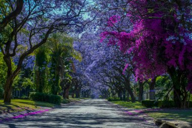 Jacaranda ağaçları Pretoria caddesinde çiçek açıyor.