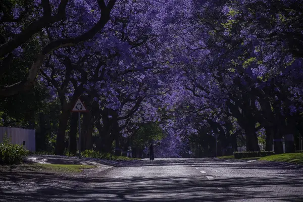 Jacaranda ağaçları Pretoria caddesinde çiçek açıyor.