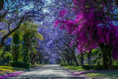 Jacaranda ağaçları Pretoria caddesinde çiçek açıyor.
