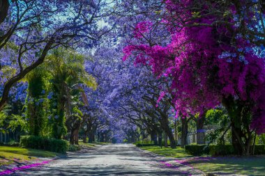 Jacaranda trees in full bloom lined in a pretoria street clipart