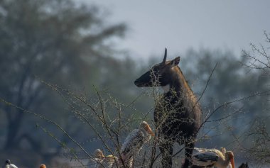 Male Nilgai or bluebuck or blue cow in bharatput national park clipart