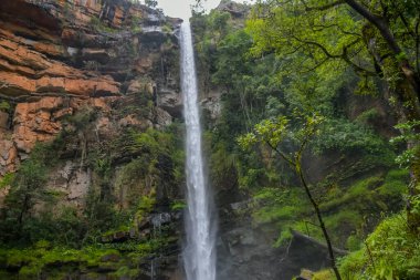 Lone Creek Falls is near Sabie in Mpumalanga with tropical greenery forest clipart