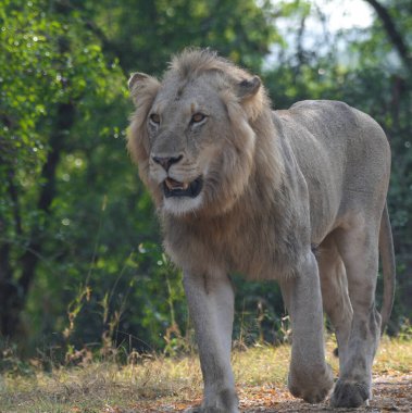 Güney Afrika 'daki Kruger Ulusal Parkı' nda Afrika safarisi sırasında aslan.