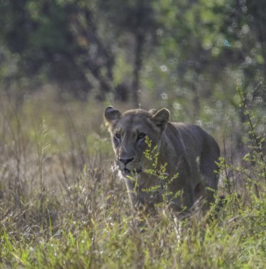 Güney Afrika 'daki Kruger Ulusal Parkı' nda Afrika safarisi sırasında aslan.