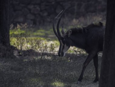 Giant sable antelope in South African nature reserve clipart