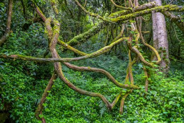 Lone Creek Falls is near Sabie in Mpumalanga with tropical greenery forest clipart