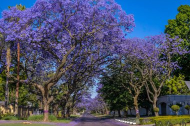 Jacaranda ağaçları Pretoria caddesinde çiçek açıyor.